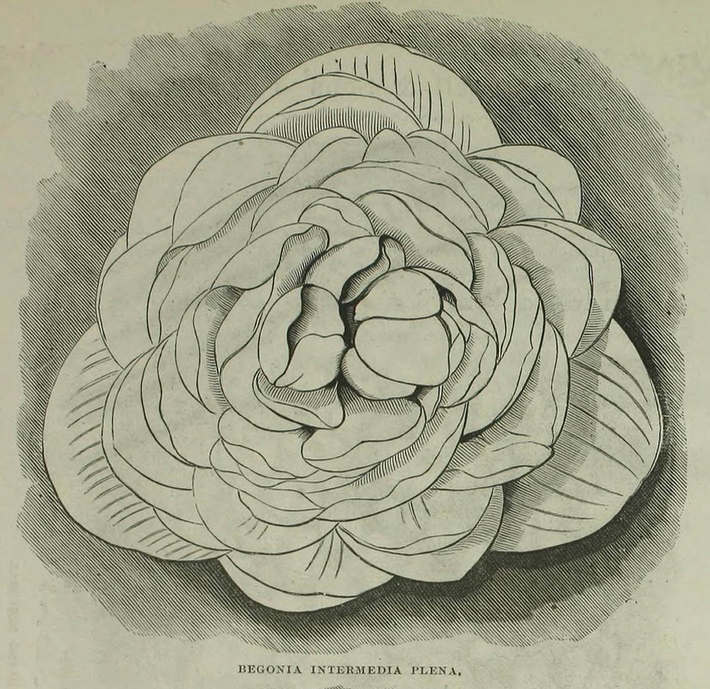 B. ‘Intermedia Plena’